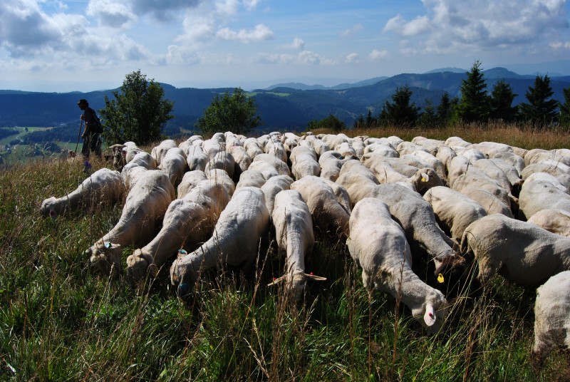 pepajs.cz
